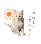 茶トラの子猫ちゃん（個別スタンプ：8）