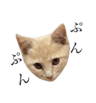 茶トラの子猫ちゃん（個別スタンプ：9）