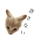 茶トラの子猫ちゃん（個別スタンプ：11）