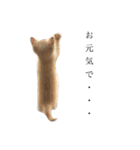 茶トラの子猫ちゃん（個別スタンプ：12）