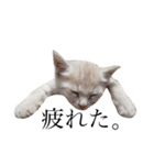 茶トラの子猫ちゃん（個別スタンプ：13）
