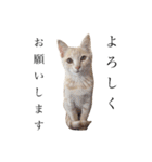 茶トラの子猫ちゃん（個別スタンプ：16）
