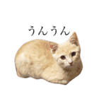 茶トラの子猫ちゃん（個別スタンプ：18）