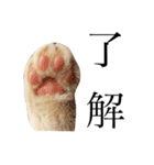 茶トラの子猫ちゃん（個別スタンプ：19）
