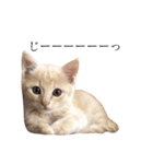 茶トラの子猫ちゃん（個別スタンプ：22）