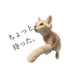 茶トラの子猫ちゃん（個別スタンプ：23）