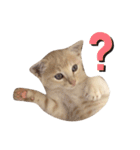 茶トラの子猫ちゃん（個別スタンプ：29）
