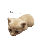 茶トラの子猫ちゃん（個別スタンプ：30）