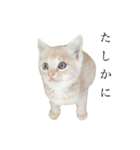 茶トラの子猫ちゃん（個別スタンプ：32）