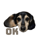 愛犬モコさん（個別スタンプ：1）
