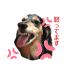 愛犬モコさん（個別スタンプ：2）