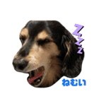 愛犬モコさん（個別スタンプ：3）