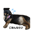 愛犬モコさん（個別スタンプ：4）