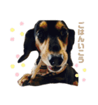 愛犬モコさん（個別スタンプ：5）