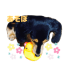 愛犬モコさん（個別スタンプ：6）