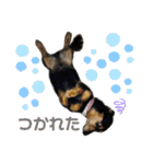 愛犬モコさん（個別スタンプ：7）