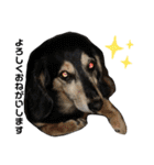 愛犬モコさん（個別スタンプ：9）