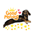 愛犬モコさん（個別スタンプ：11）