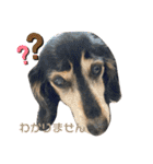 愛犬モコさん（個別スタンプ：12）