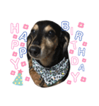愛犬モコさん（個別スタンプ：13）