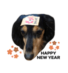 愛犬モコさん（個別スタンプ：14）