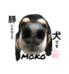 愛犬モコさん（個別スタンプ：16）