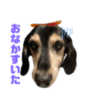 愛犬モコさん（個別スタンプ：19）