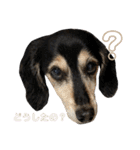 愛犬モコさん（個別スタンプ：20）