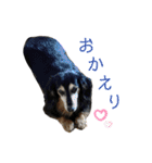 愛犬モコさん（個別スタンプ：25）
