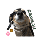 愛犬モコさん（個別スタンプ：27）