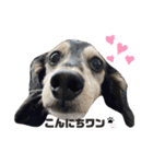 愛犬モコさん（個別スタンプ：28）