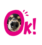 愛犬モコさん（個別スタンプ：30）