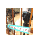 るんちゃんおすましスタンプ（個別スタンプ：18）