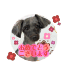 るんちゃんおすましスタンプ（個別スタンプ：23）