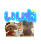 まろんらぶあんじースタンプ（個別スタンプ：2）