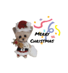 いぬちゃんとねこちゃん⑤年末年始（個別スタンプ：1）