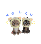 いぬちゃんとねこちゃん⑤年末年始（個別スタンプ：6）