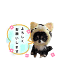 いぬちゃんとねこちゃん⑤年末年始（個別スタンプ：7）