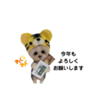 いぬちゃんとねこちゃん⑤年末年始（個別スタンプ：8）