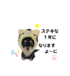 いぬちゃんとねこちゃん⑤年末年始（個別スタンプ：9）