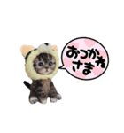 いぬちゃんとねこちゃん⑤年末年始（個別スタンプ：12）