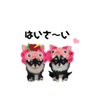 いぬちゃんとねこちゃん⑤年末年始（個別スタンプ：14）