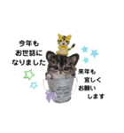 いぬちゃんとねこちゃん⑤年末年始（個別スタンプ：15）