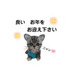 いぬちゃんとねこちゃん⑤年末年始（個別スタンプ：20）
