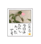 ボク ケロたん♡2（個別スタンプ：3）