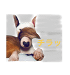 仲良し3兄弟犬 2（個別スタンプ：2）