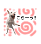 仲良し3兄弟犬 2（個別スタンプ：7）
