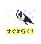 仲良し3兄弟犬 2（個別スタンプ：9）