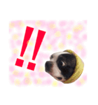 仲良し3兄弟犬 2（個別スタンプ：10）