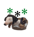 仲良し3兄弟犬 2（個別スタンプ：11）